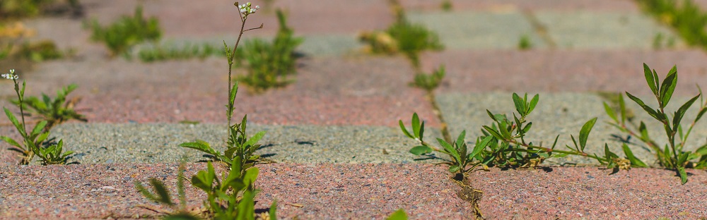 Weeds growing in pavement
